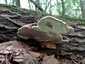 Deres tapló (Ganoderma applanatum), Őrség